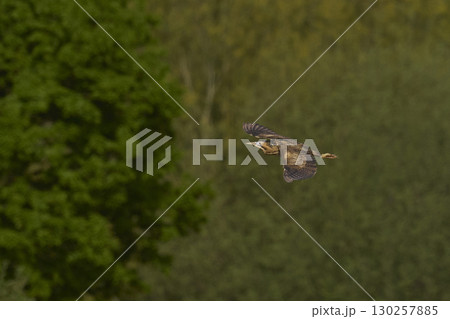 Bittern in flight over the Somerset Levels 130257885