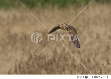 Bittern in flight over the Somerset Levels Bittern in flight over the Somerset Levels 130257891
