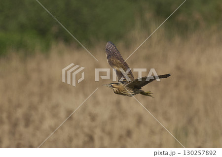 Bittern in flight over the Somerset Levels 130257892