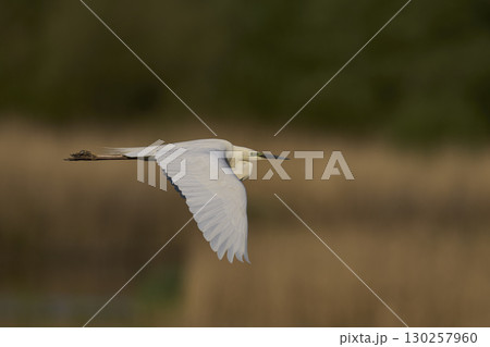 Great White Egret in flight over the Somerset Levels 130257960