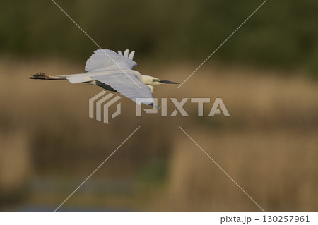 Great White Egret in flight over the Somerset Levels 130257961