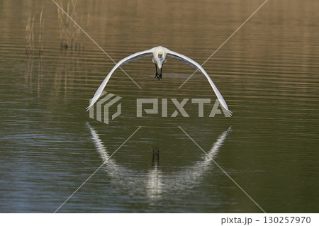 Great White Egret in flight over the Somerset Levels 130257970