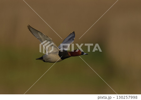 Pochard in flight 130257998