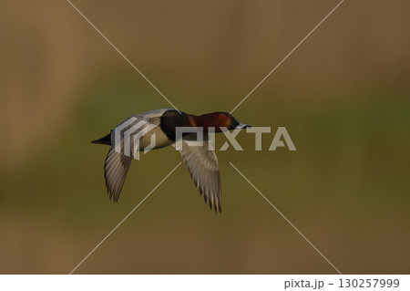 Pochard in flight Pochard in flight 130257999