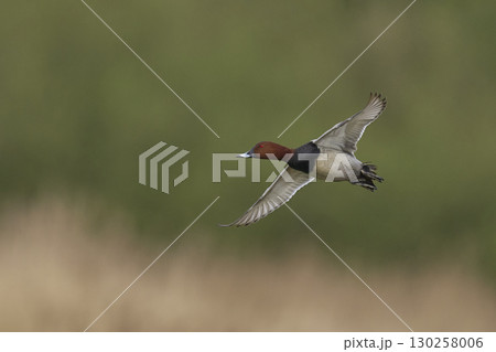 Pochard in flight 130258006