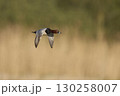 Pochard in flight 130258007