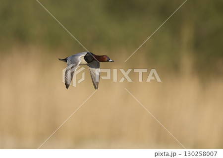 Pochard in flight Pochard in flight 130258007