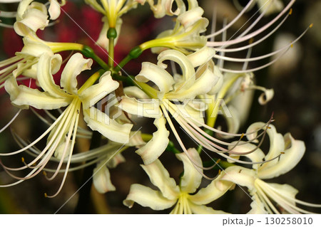 白い彼岸花 白い彼岸花 130258010