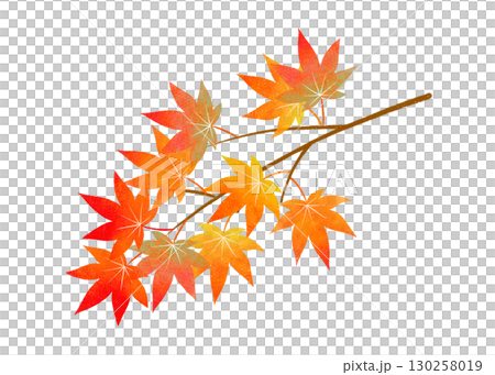 秋天色彩繽紛的楓樹枝 秋天色彩繽紛的楓樹枝 130258019