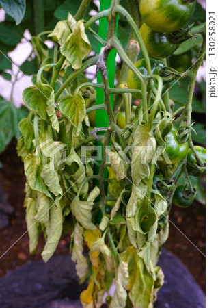 トマト青枯病　トマト　青枯病　病害 130258021