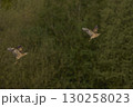 Bittern chasing a rival 130258023