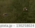 Bittern chasing a rival 130258024