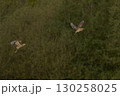 Bittern chasing a rival 130258025