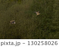 Bittern chasing a rival 130258026