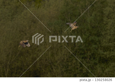 Bittern chasing a rival Bittern chasing a rival 130258026