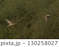 Bittern chasing a rival 130258027