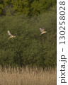 Bittern chasing a rival 130258028