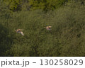 Bittern chasing a rival 130258029