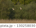 Bittern chasing a rival 130258030