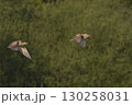 Bittern chasing a rival 130258031
