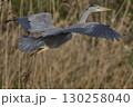 Grey Heron in flight 130258040