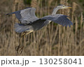 Grey Heron in flight 130258041