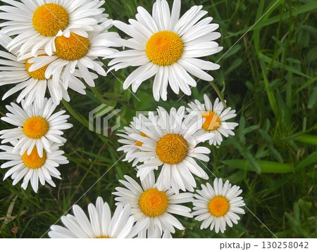 黄色い花芯と白い花びらが特徴的なフランスギク(シャスターデージー)のクローズアップ 黄色い花芯と白い花びらが特徴的なフランスギク(シャスターデージー)のクローズアップ 130258042