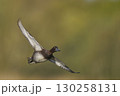 Tufted Duck in flight 130258131