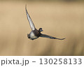 Tufted Duck in flight 130258133