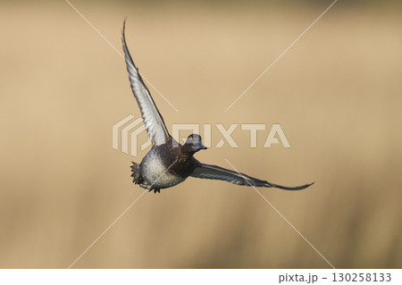 Tufted Duck in flight Tufted Duck in flight 130258133