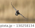 Tufted Duck in flight 130258134