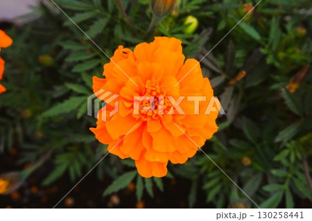 マリーゴールド　コンパニオンプランツ 130258441