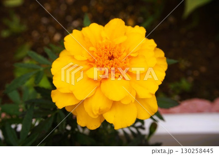 マリーゴールド コンパニオンプランツ マリーゴールド コンパニオンプランツ 130258445