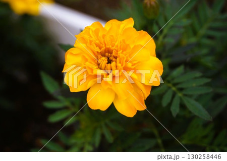マリーゴールド　コンパニオンプランツ 130258446
