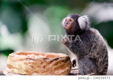 餌を食べるサル、コモンマーモセット 130258573