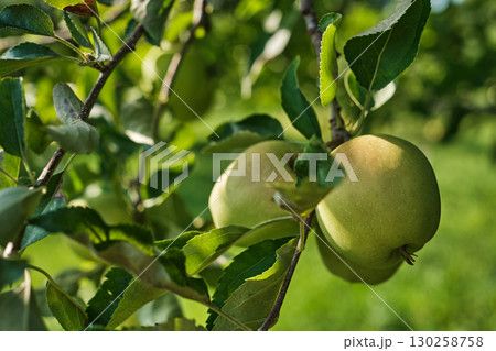 Ripe Apples on Tree Branch in Orchard Harvest Season Ripe Apples on Tree Branch in Orchard Harvest Season 130258758