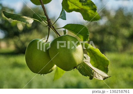 Ripe Apples on Tree Branch in Orchard Harvest Season 130258761