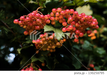 Clusters of Red Viburnum Berries on Bush Close-Up Clusters of Red Viburnum Berries on Bush Close-Up 130258795