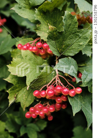 Clusters of Red Viburnum Berries on Bush Close-Up 130258796