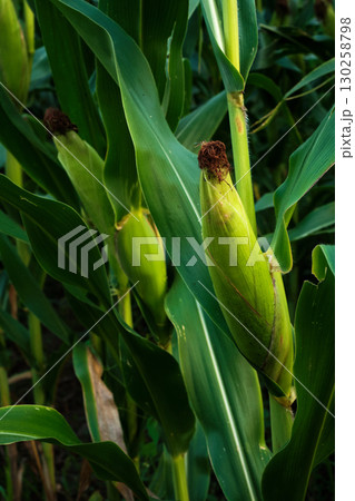 Ripe Corn Cobs on Stalks in Farm Field Harvest 130258798