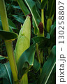Ripe Corn Cobs on Stalks in Farm Field Harvest 130258807