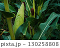Ripe Corn Cobs on Stalks in Farm Field Harvest 130258808