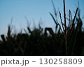 Ripe Corn Cobs on Stalks in Farm Field Harvest 130258809