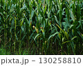 Ripe Corn Cobs on Stalks in Farm Field Harvest 130258810