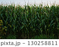 Ripe Corn Cobs on Stalks in Farm Field Harvest 130258811