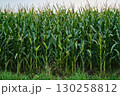 Ripe Corn Cobs on Stalks in Farm Field Harvest 130258812
