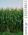 Ripe Corn Cobs on Stalks in Farm Field Harvest 130258813