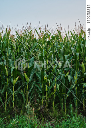 Ripe Corn Cobs on Stalks in Farm Field Harvest 130258813