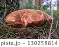 Edible Brown Mushroom Growing in Forest Close-Up 130258814