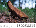 Edible Brown Mushroom Growing in Forest Close-Up 130258815